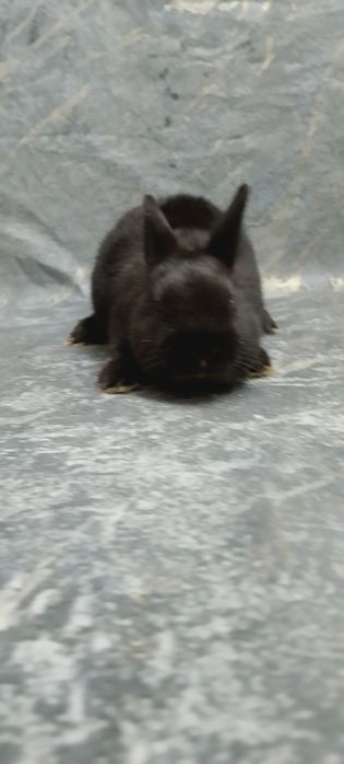 Дикаративный карликовый кролики