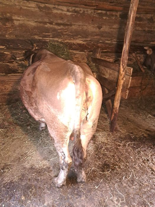 Vând vaca brună de maramures