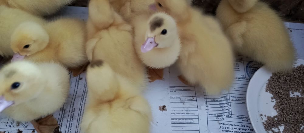 Продам недельных индоутят