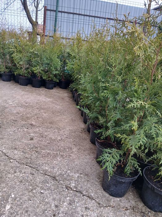 tuya de vânzare la ghiveci