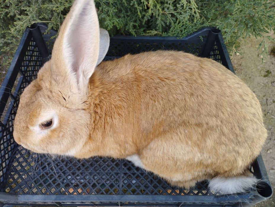 Продаётся   крол