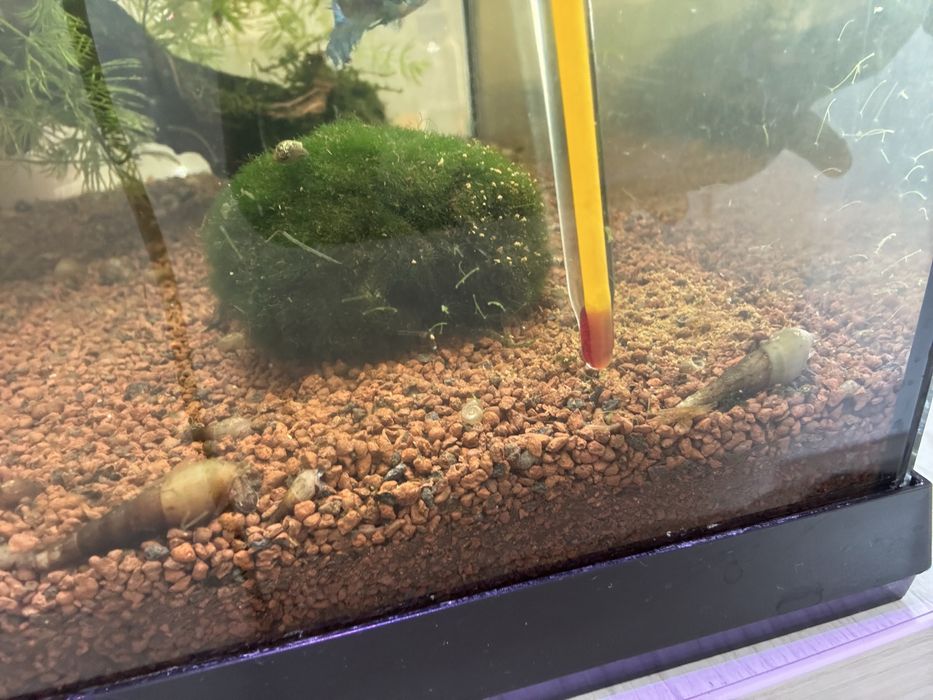 Vand melci de substrat melanoides tuberculata