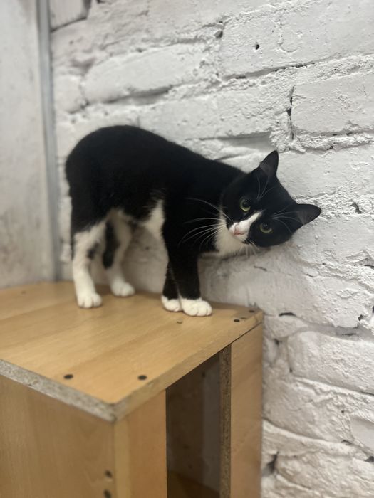 Отдам кошечку в добрые руки