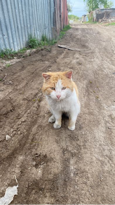 Пожалуйста заберите кота