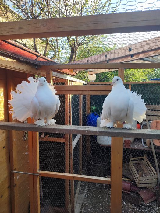 Voltați indieni albi pereche