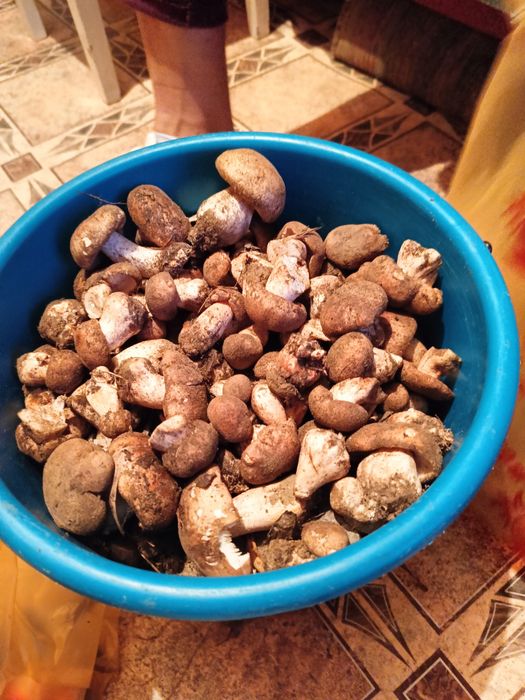 Продам грибы. Свежие, маринованные.