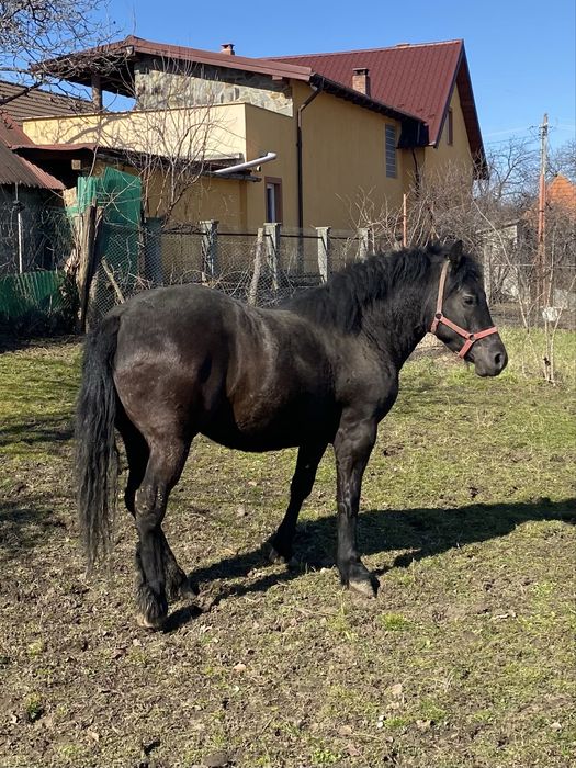 Manza cuminte de vanzare