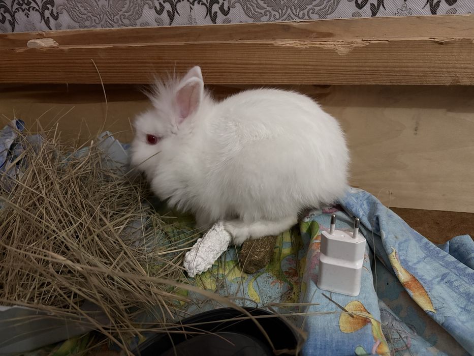 Карликовый кролик