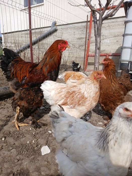 Disponibil pui de rasă, Araucana  și Ameaucana ,și ouă .