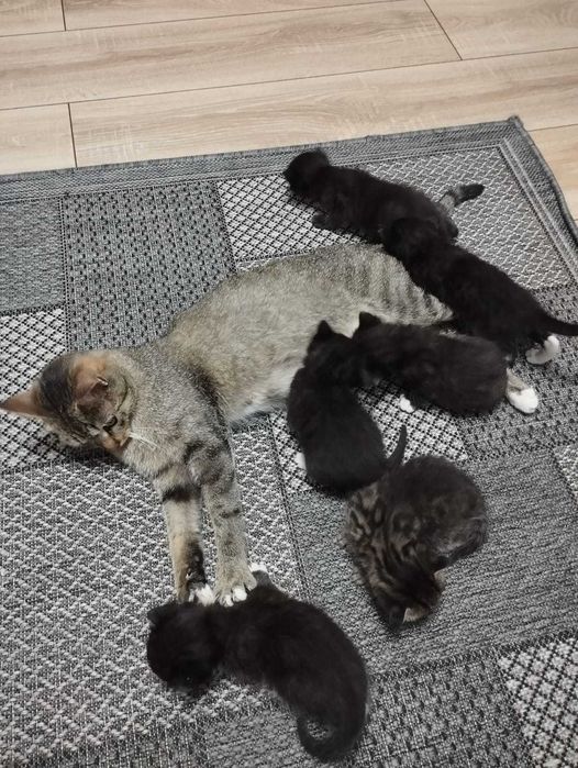 котята  в добрые руки