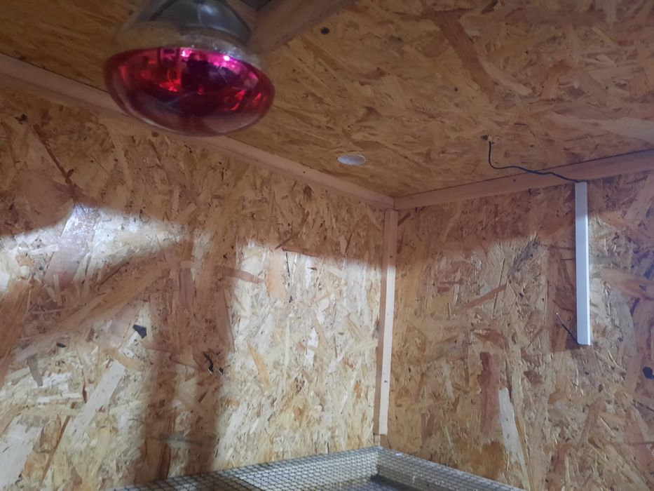 Vand maternitate pt 100 de pui