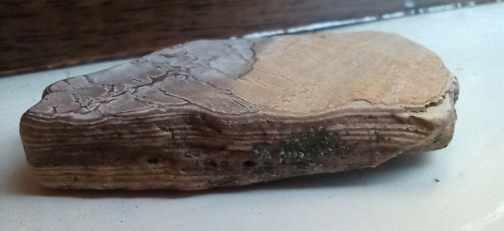 Окаменелый кусочек дерева и ракушки доисторические более 8мил. лет.