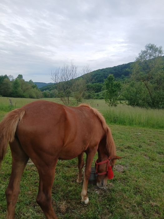 Vand manza de 8 luni