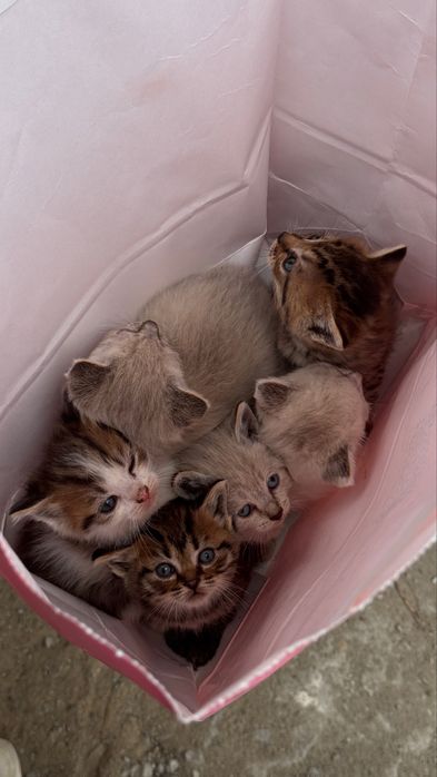Котята в добрые руки
