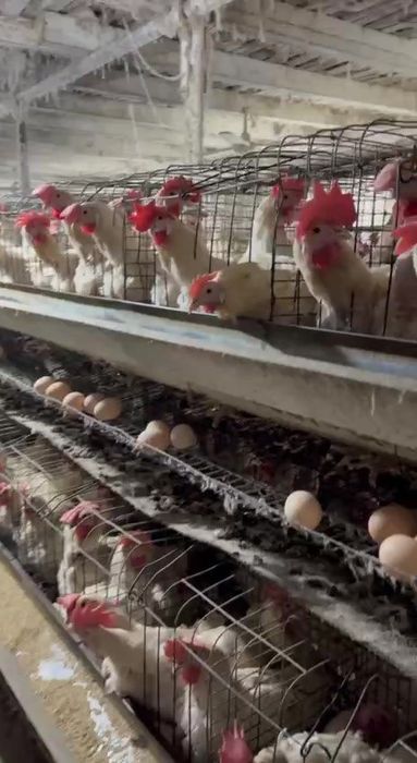 Loman sendi tuxum yo'nnalishi firma oq tovuqlari sotiladi