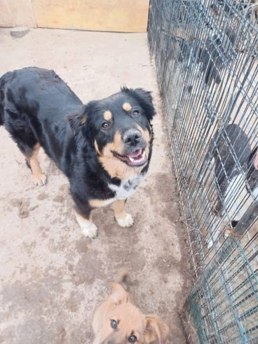 Caini - în căutare de case