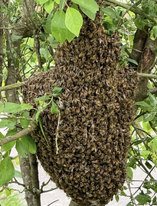 Miere naturala - Miere Poliflora