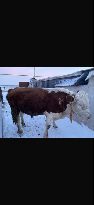 Продам. Быка. 3года 8 месяцев.