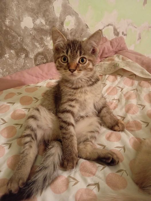 Котенок в добрые руки