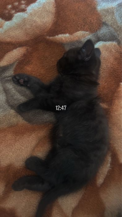 Породистый котенок