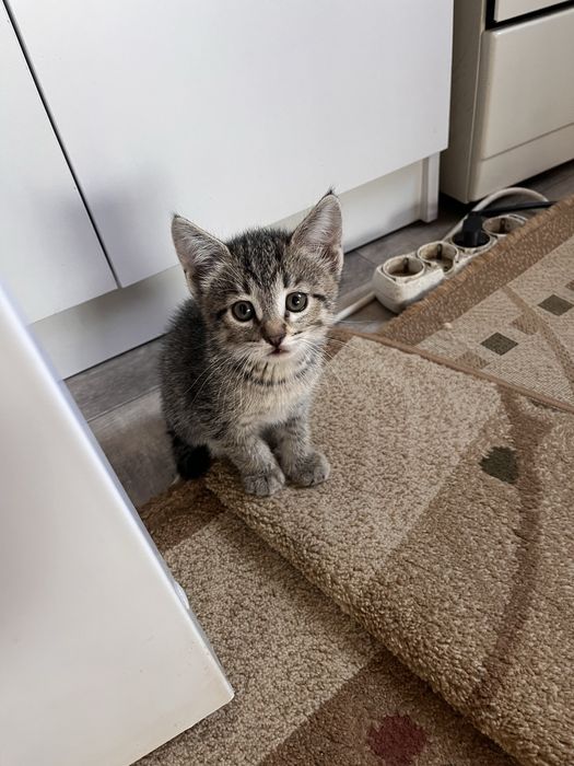 Котята добрым рукам