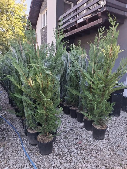 Vând tuia leylandii la preț redus