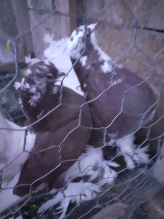 Vând porumbei voltați