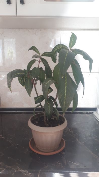 Цветы комнатные продам