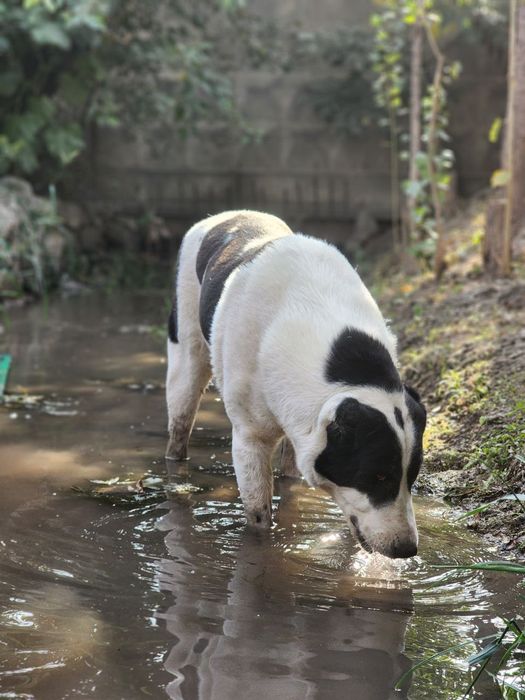 Собаки соглом нархи 5 миллион сум.