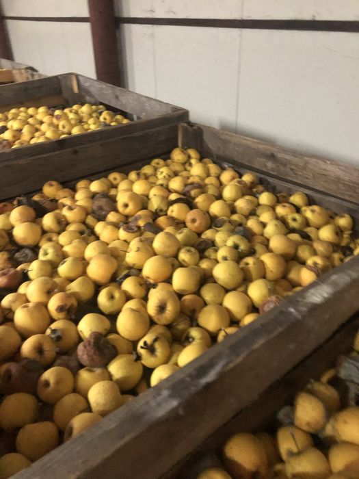 Vand mere Golden ideale pentru tuica sau suc