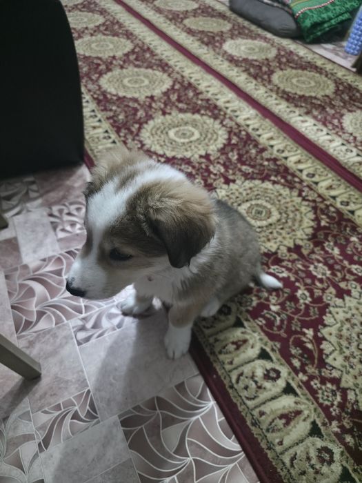 Отдам в добрые руки!