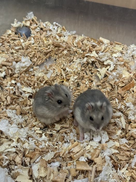 Хомяки джунгарики