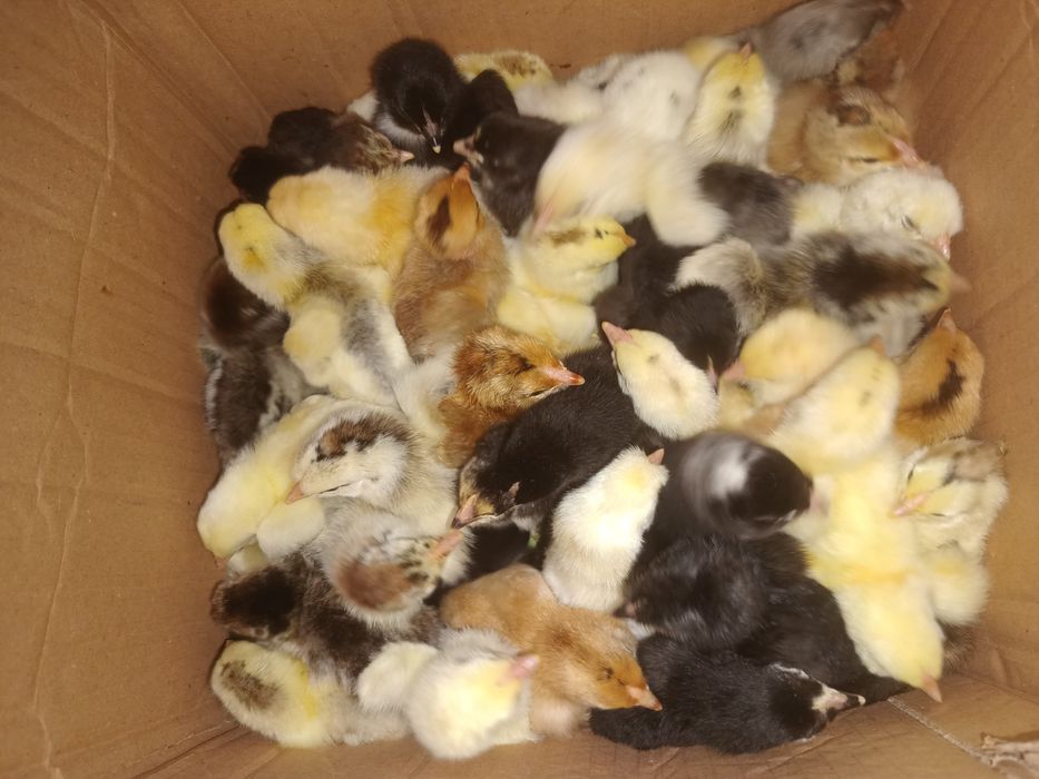 Pui Wiandott, Brahma, Austrolop, Gât golaș, Încălțați, Bărboși.