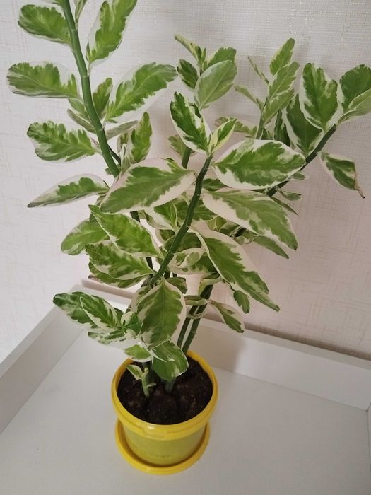 Продам комнатные цветы