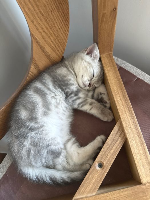 Продается котята скоттиш шотландский !