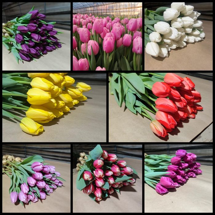 Тюльпаны из теплицы без посредников!