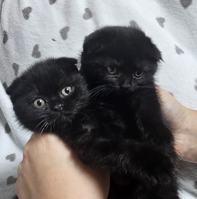 Котятки вислоухие