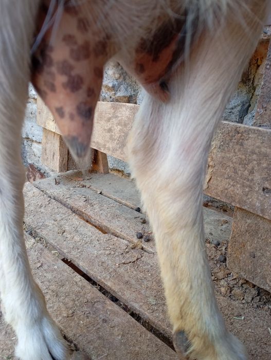 Продаются   козы