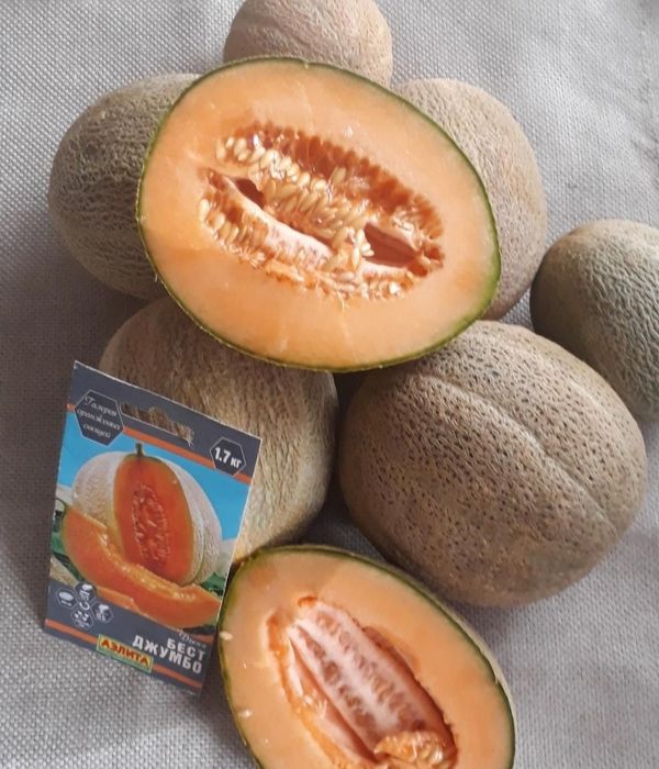 Семена дыни сорт «Бест Джамбо»