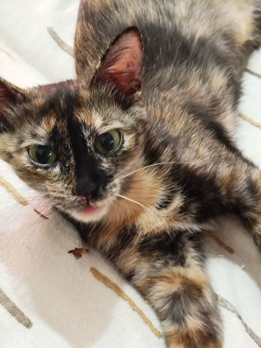 Кошки в добрые руки