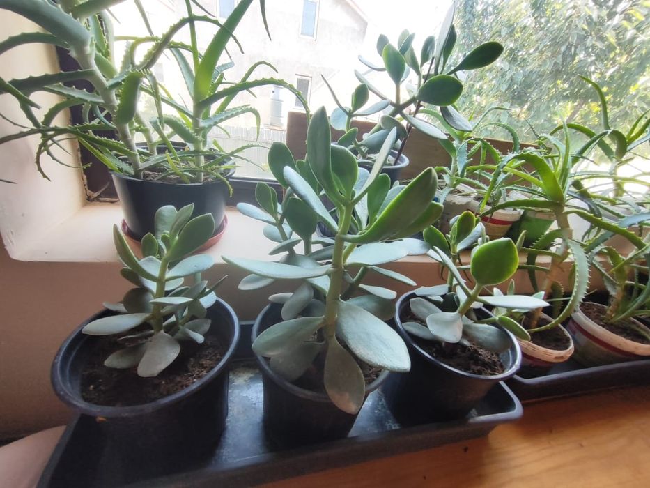 Денежное дерево толстянка