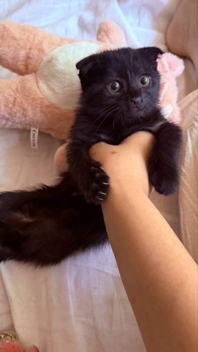 Scottish Fold mushugi zoti toza 1.5 oylik