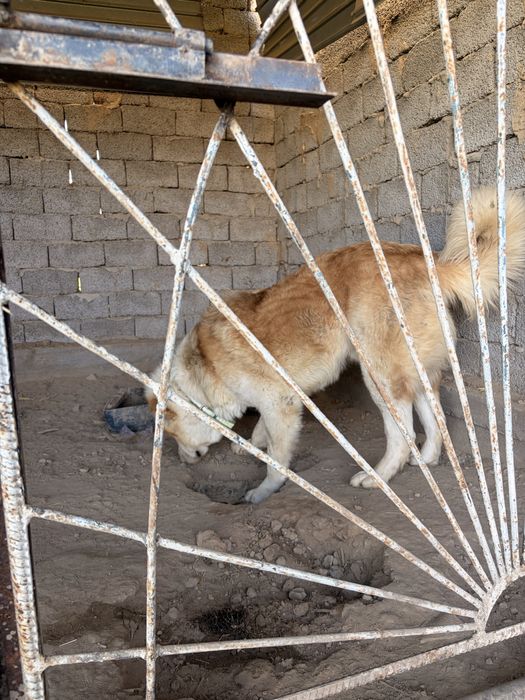 Алабай йт таза 2 жасар