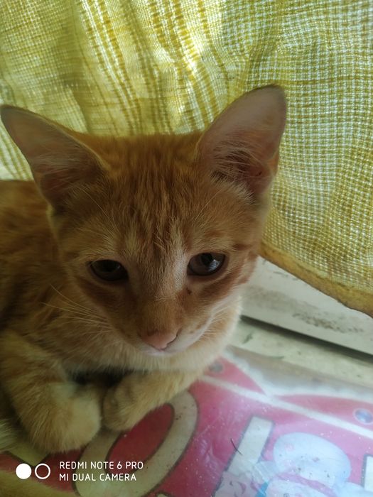Отдадим котят в добрые руки