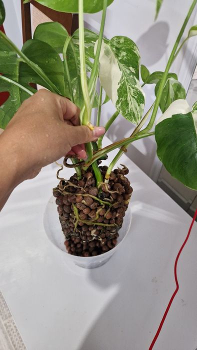 Монстера альба черенки с корнями