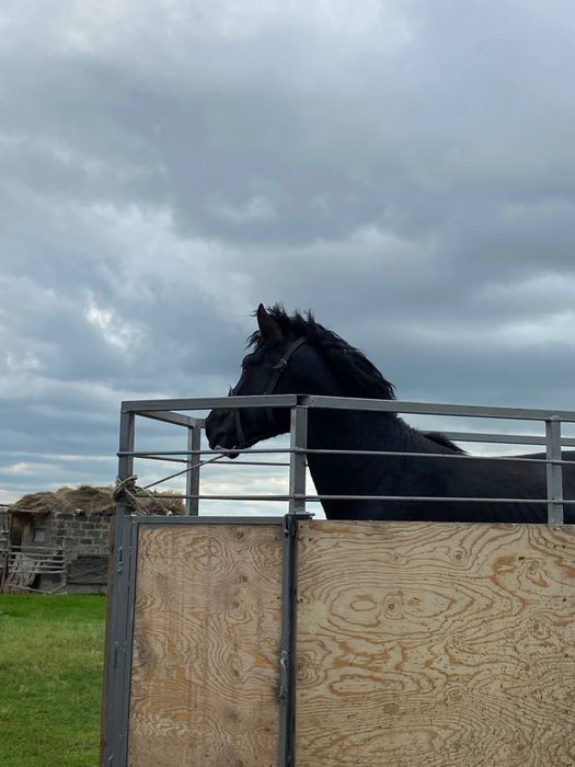 Айғыр сатылады 5жасар