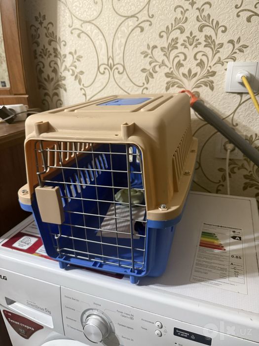 Кошки скотч фолд и страйк