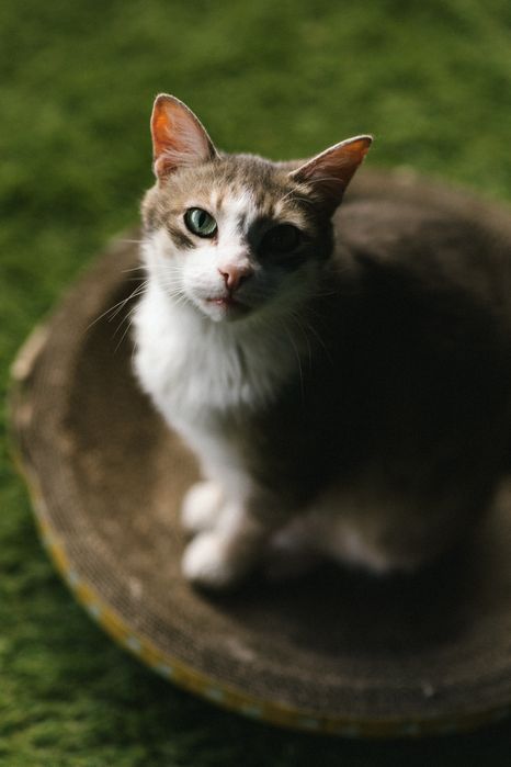 Отдам кота в добрые руки