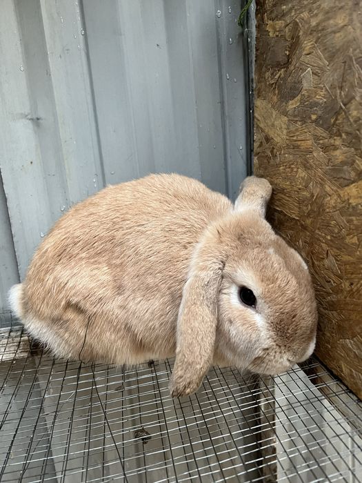 Куйон карлик срочно тоза конли