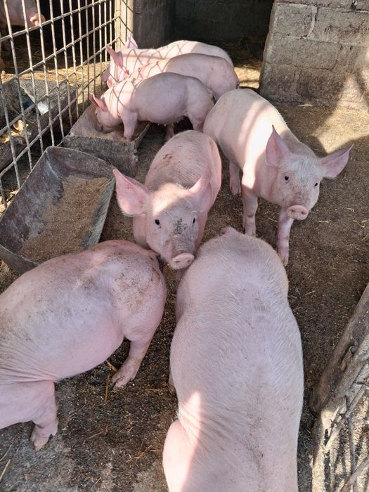 Vând curci de tară